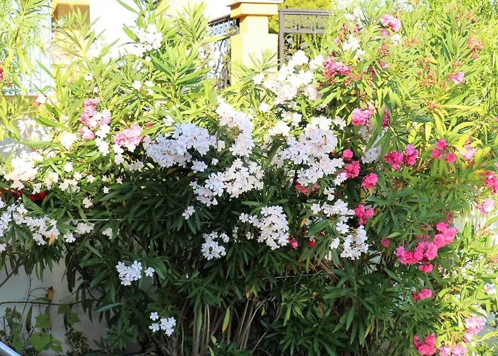 Luxury House On Buzhaka